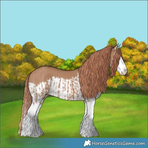 Horse Color:Red Dun Splash  and Red Dun Splash 