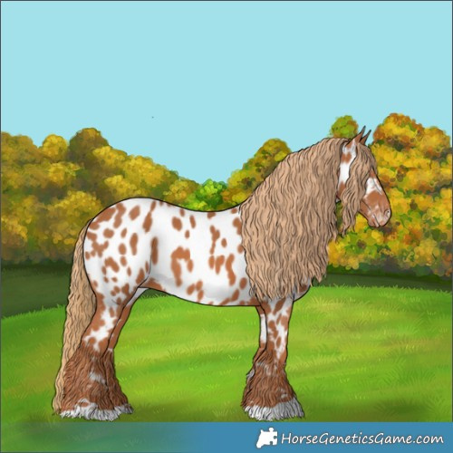 Horse Color:Chestnut Appaloosa