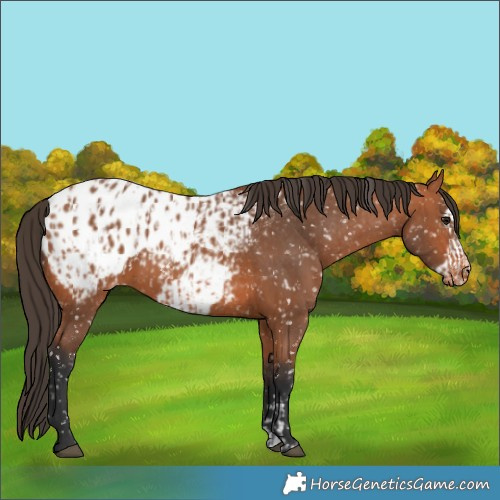 Horse Color:Bay Appaloosa  and Bay Frame Appaloosa 