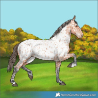 Horse Color:Bay Near Leopard and Bay Near Leopard