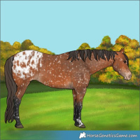 Horse Color:Bay Appaloosa  and Bay Appaloosa 