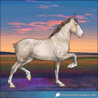 Horse Color:Buckskin Roan Pearl and Gray Buckskin Roan Pearl
