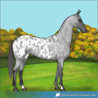 Horse Color:Blue Roan Appaloosa 