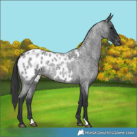 Horse Color:Blue Roan Appaloosa 