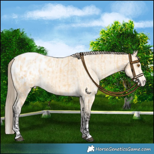 Horse Color:Buckskin Appaloosa  and Amber Cream Champagne Appaloosa 