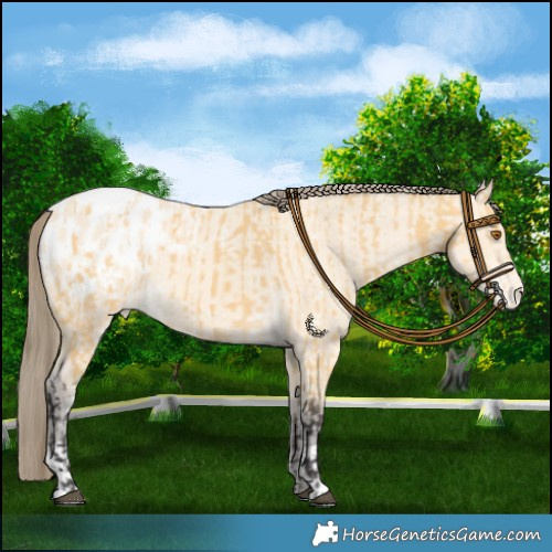 Horse Color:Buckskin Appaloosa  and Amber Cream Champagne Appaloosa 
