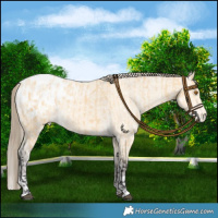 Horse Color:Buckskin Blanket  and Amber Cream Champagne Blanket 