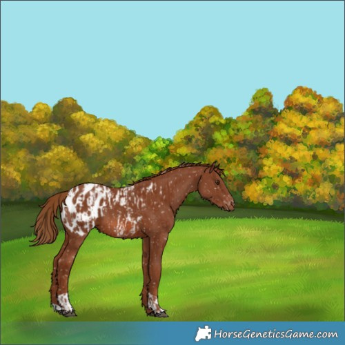 Horse Color:Chestnut Appaloosa and Chestnut Appaloosa