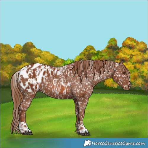 Horse Color:Chestnut Blanket  and Chestnut Blanket 