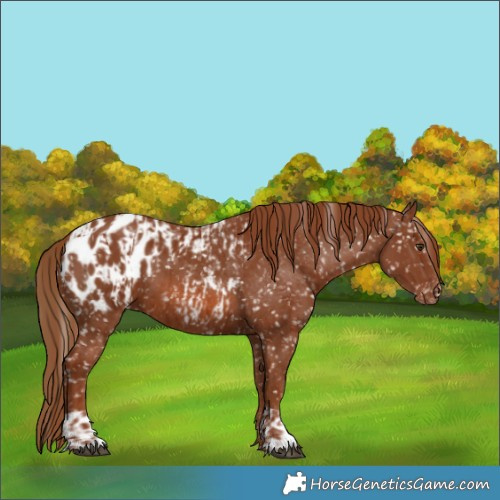 Horse Color:Chestnut Appaloosa  and Chestnut Appaloosa 