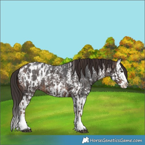 Horse Color:Liver Chestnut Sabino Splash Appaloosa and Brown Sabino Splash Appaloosa