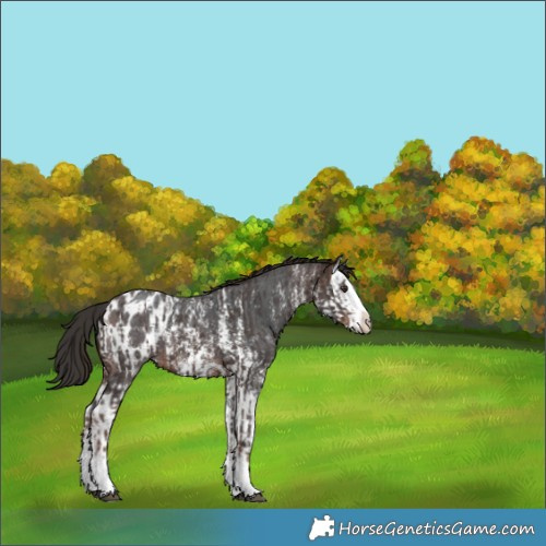 Horse Color:Liver Chestnut Sabino Splash Appaloosa and Brown Sabino Splash Appaloosa