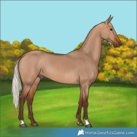 Horse Color:Silver Bay Dun