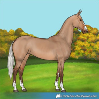 Horse Color:Silver Bay Dun 