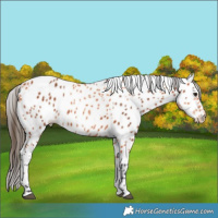 Horse Color:Bay Leopard and Bay Leopard