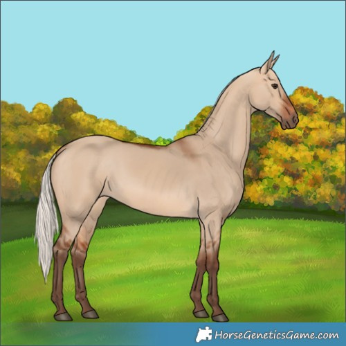 Horse Color:Silver Bay Dun