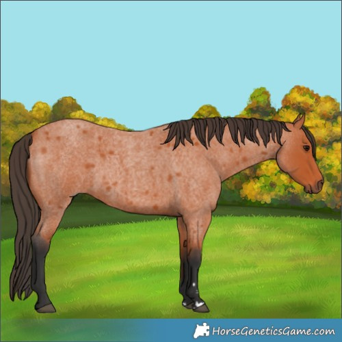 Horse Color:Unknown 
