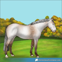 Horse Color:Gray Amber Champagne