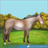 Horse Color:Gray Amber Champagne 