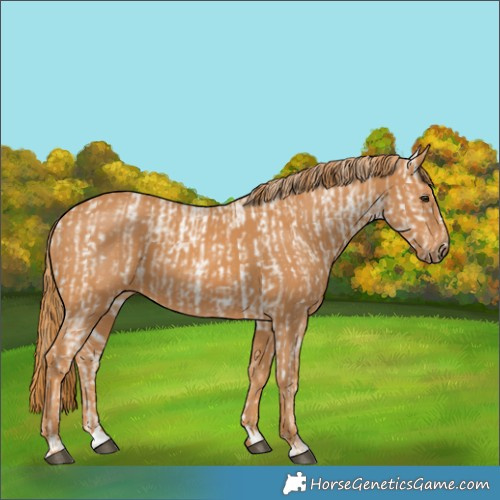 Horse Color:Chestnut Appaloosa and Chestnut