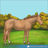 Horse Color:Chestnut Appaloosa  and Chestnut 