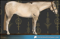 Horse Color:Buckskin Pearl