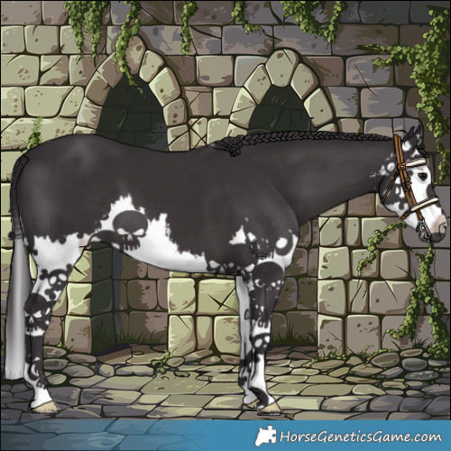 Horse Color:White Spotted Smoky Black Splash 