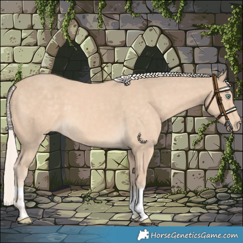 Horse Color:Cremello 