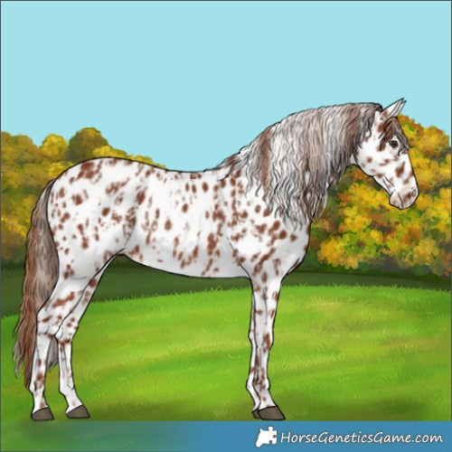 Horse Color:Chestnut Appaloosa and Chestnut Appaloosa Rabicano