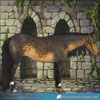 Horse Color:Buckskin