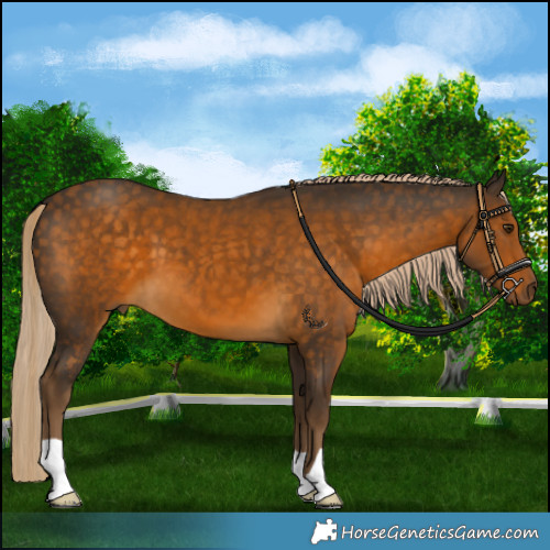 Horse Color:Chocolate Palomino 