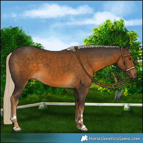 Horse Color:Chocolate Palomino 