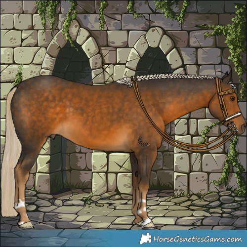 Horse Color:Chocolate Palomino 