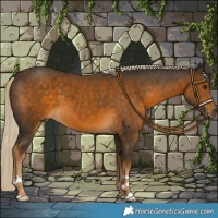 Horse Color:Chocolate Palomino 