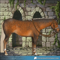 Horse Color:Chocolate Palomino 