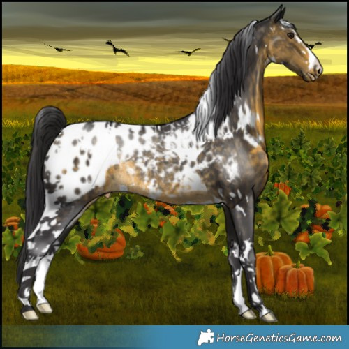 Horse Color:White Spotted Buckskin Appaloosa Rabicano 