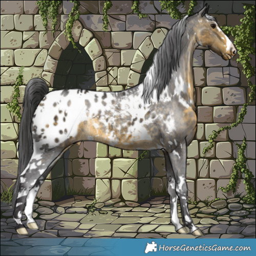 Horse Color:White Spotted Buckskin Blanket Rabicano 