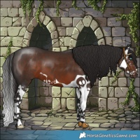 Horse Color:Liver Chestnut Splash 