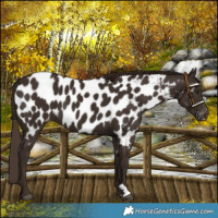 Horse Color:Liver Chestnut Appaloosa 