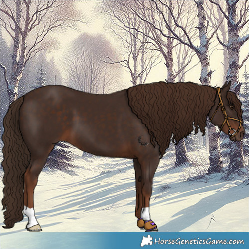 Horse Color:Liver Chestnut 