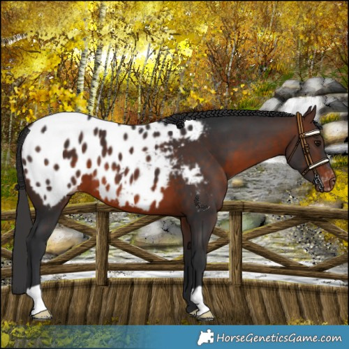 Horse Color:Brown Appaloosa 