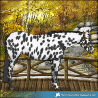 Horse Color:Black Near Leopard 