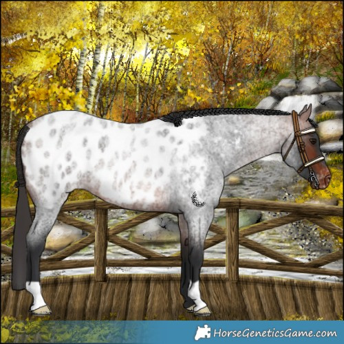Horse Color:Bay Roan Appaloosa
