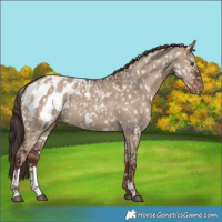 Horse Color:Liver Red Dun Blanket  and Liver Red Dun Blanket 