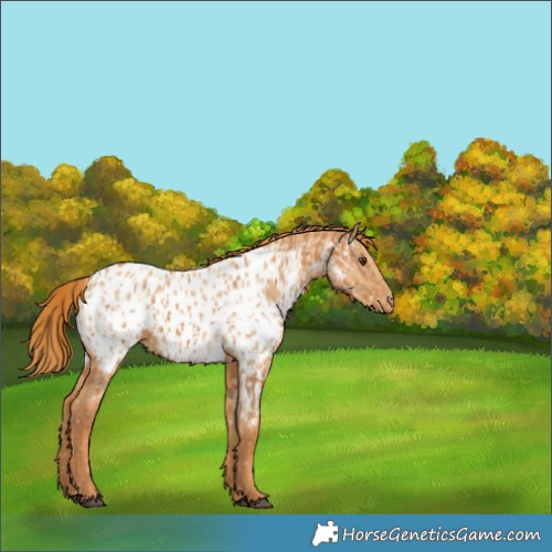Horse Color:Chestnut Appaloosa and Red Dun Appaloosa