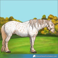 Horse Color:Chestnut Near Leopard and Red Dun Near Leopard