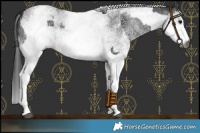Horse Color:Gray White Spotted Black and Gray White Spotted Black Rabicano