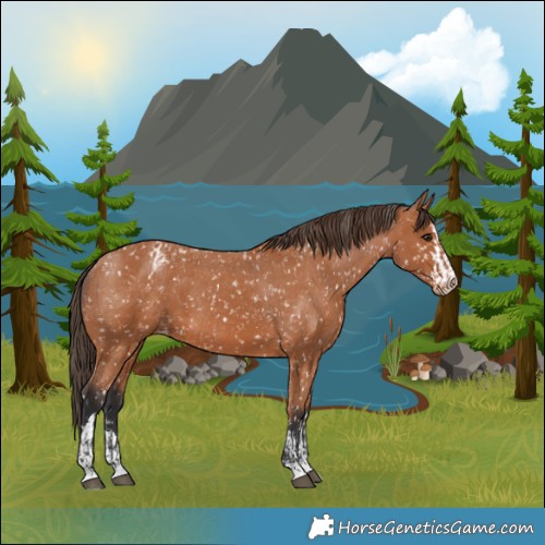 Horse Color:Bay Appaloosa  and Bay Appaloosa 