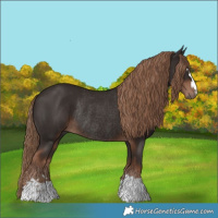 Horse Color:Liver Chestnut Rabicano 