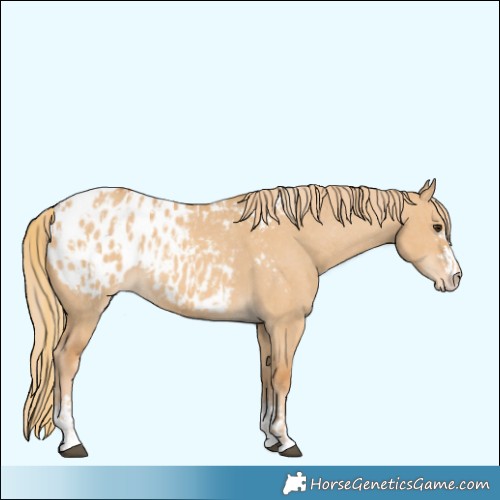 Horse Color:Red Dun Appaloosa  and Red Dun Appaloosa 